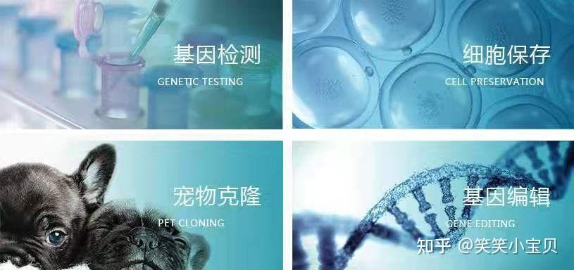 宠物克隆课程设计案例