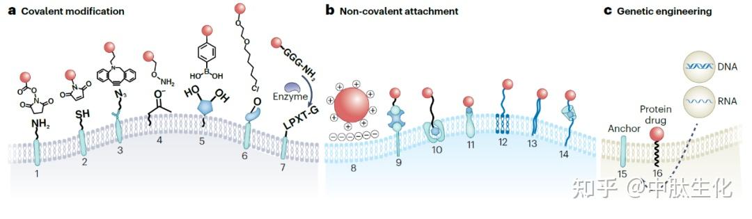 Nature系列综述:浙江大学顾臻团队定义药物新形态——细胞偶联药物(CDC) - 知乎