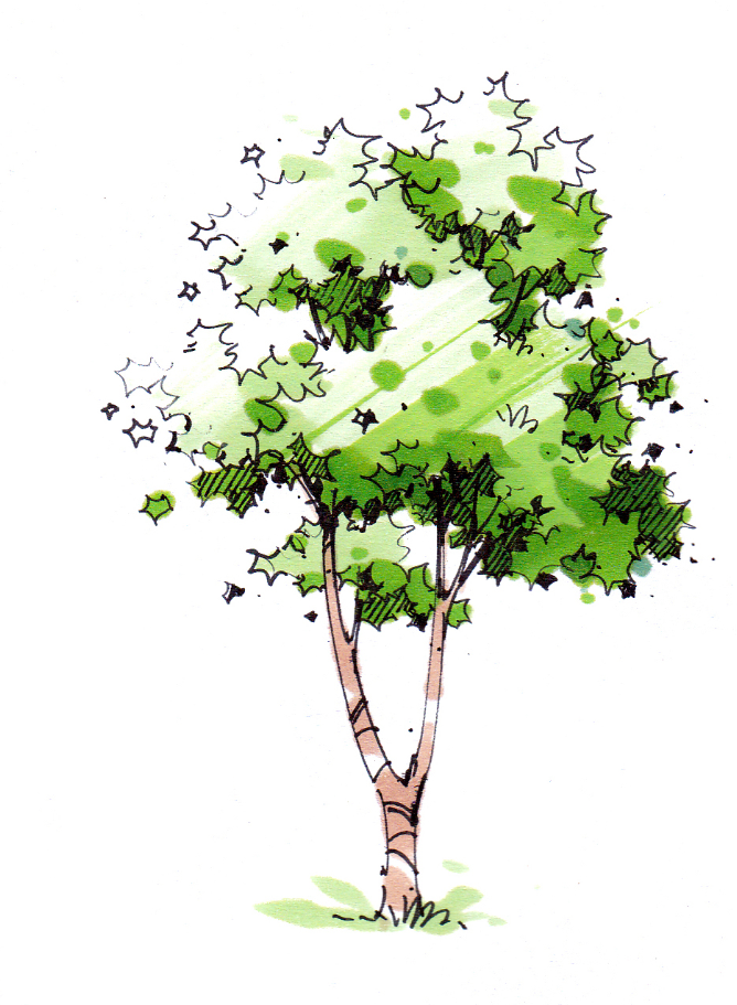 景观手绘中如何表现植物上色一