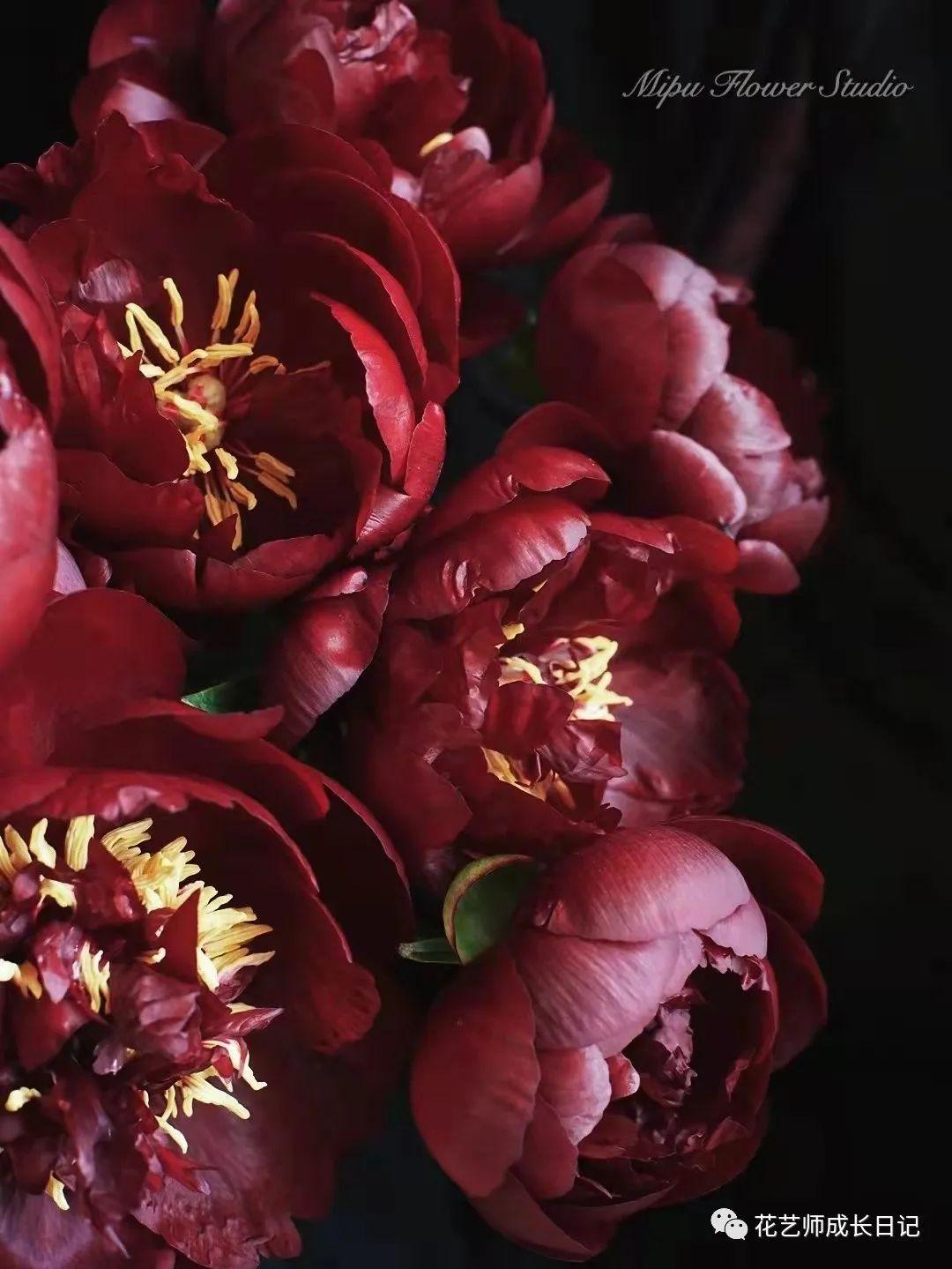 100朵芍药vol7黑美人芍药号称颜色最深的芍药