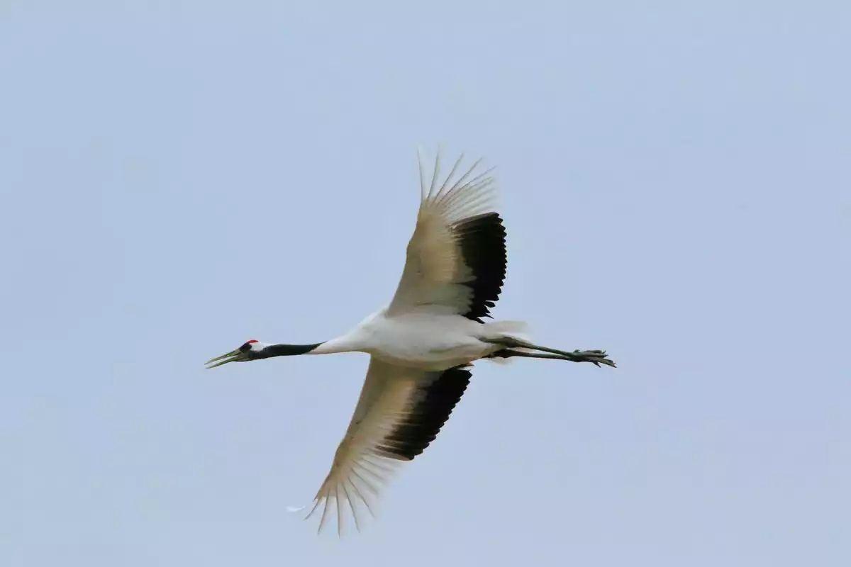 中鹤 zhuanlan.zhihu.com