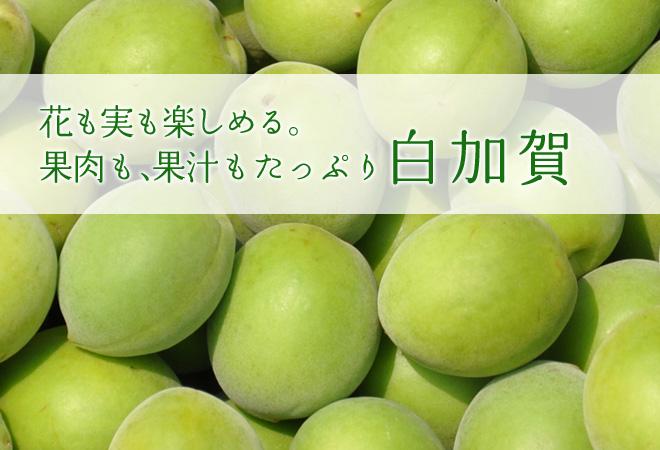 梅子是从6~7世纪从中国传去日本,现在已经发展成为跟樱花一样离不开