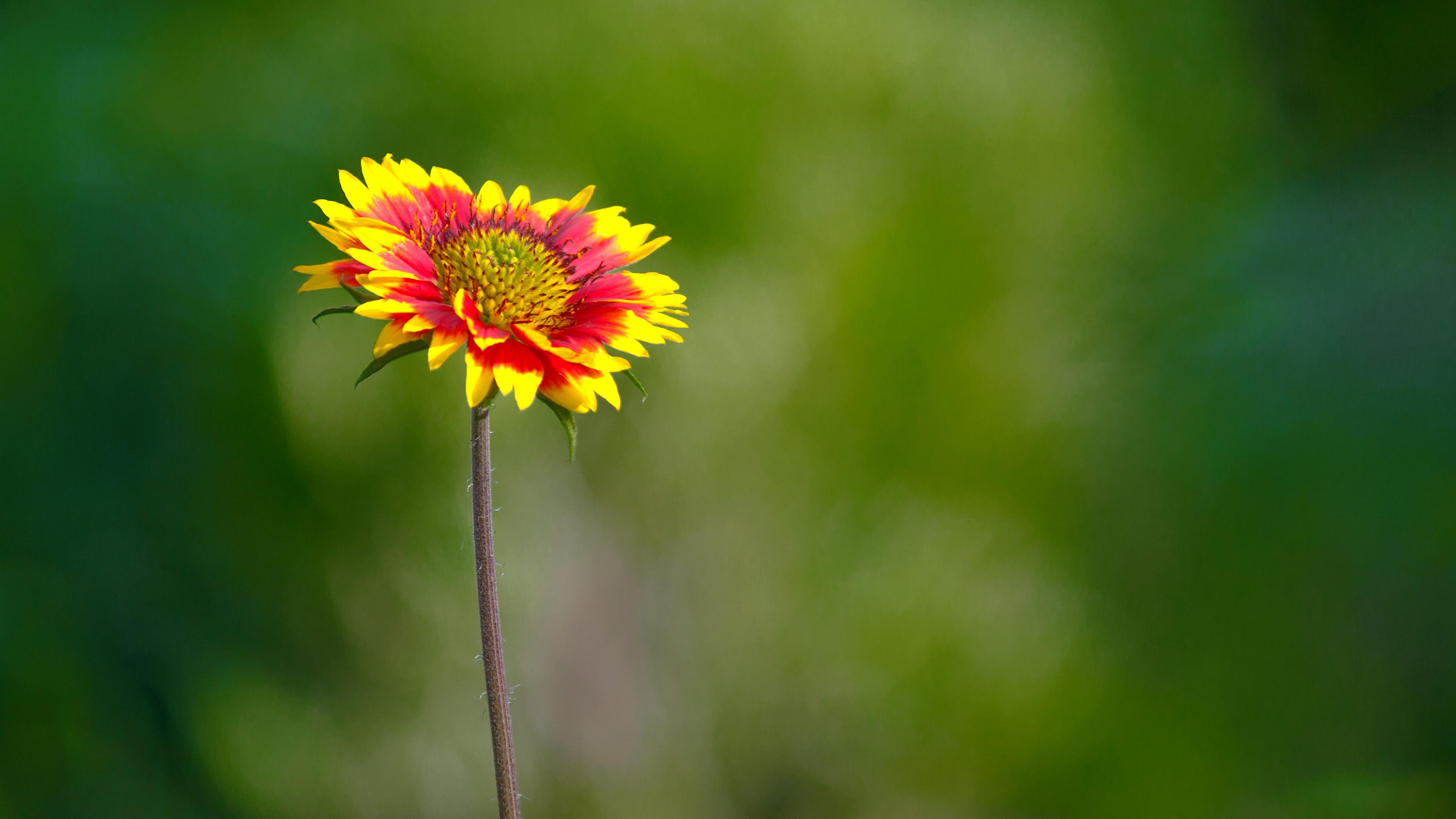 图集分享一组鲜艳的仙人菊壁纸欢迎收藏