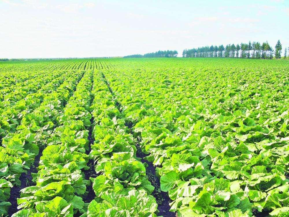 在郊外的公路旁边有蔬菜基地,如何就地把蔬菜高价卖出去? - 知乎