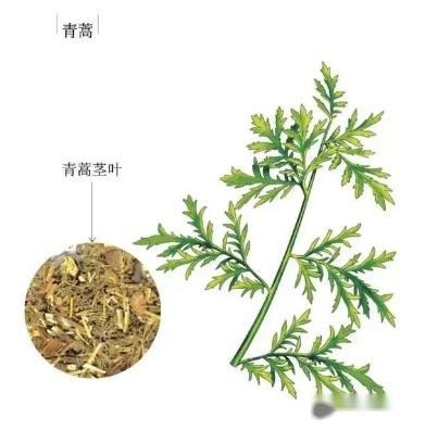 屠呦呦在青蒿素的发现中起了多大作用?为啥那么多人与她争功 - 知乎