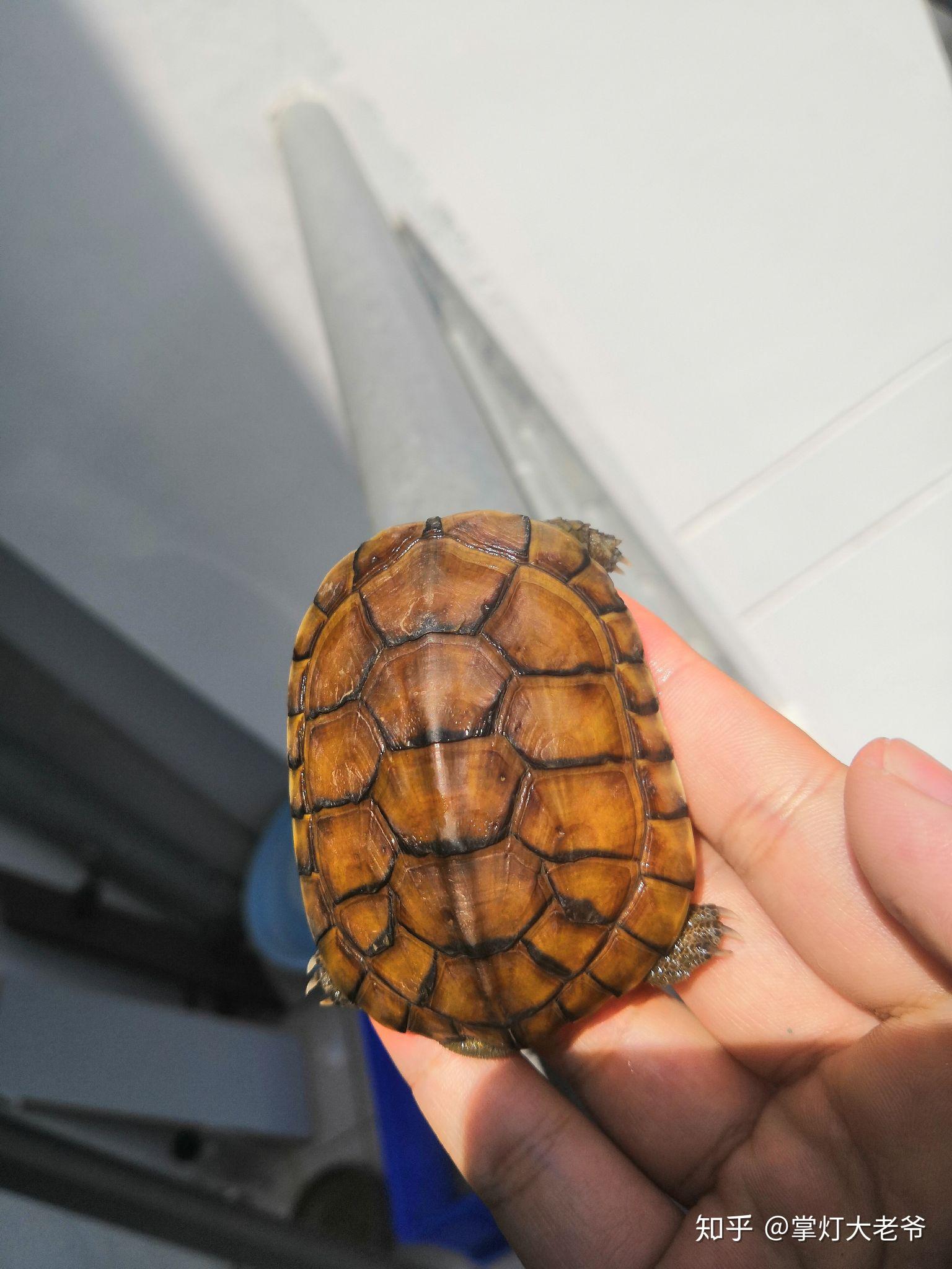 黄喉龟怎么区分公母