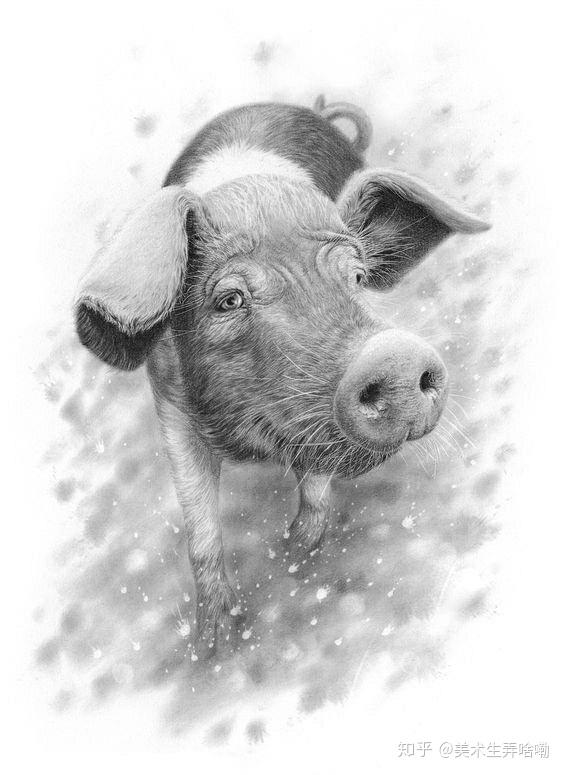 画腻了素描静物人物那就来画画素描动物吧