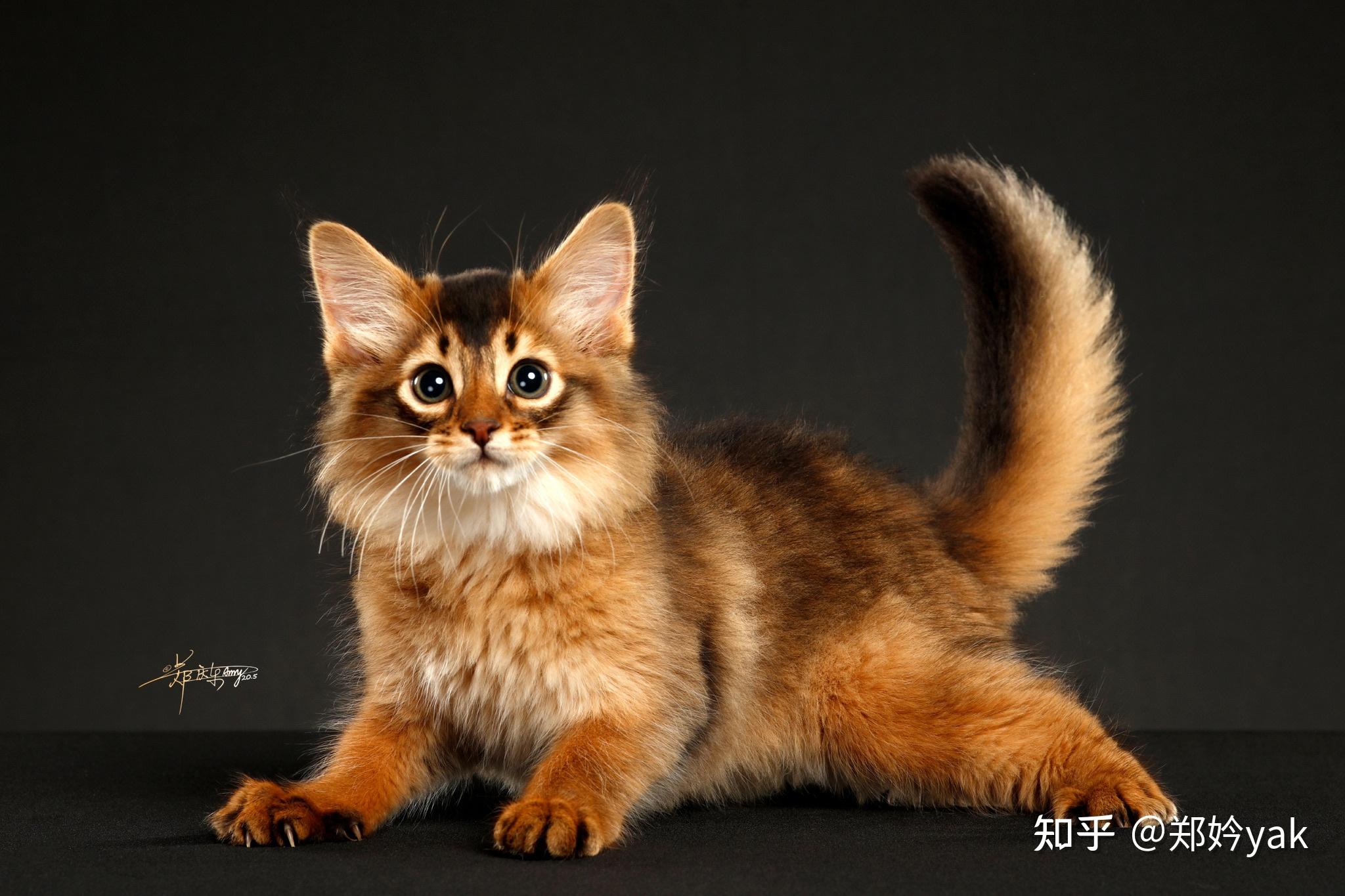 索马里猫红润色索马里猫