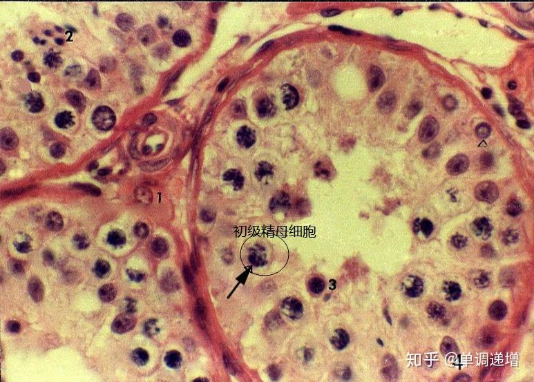 组胚实验切片复习要点 - 知乎