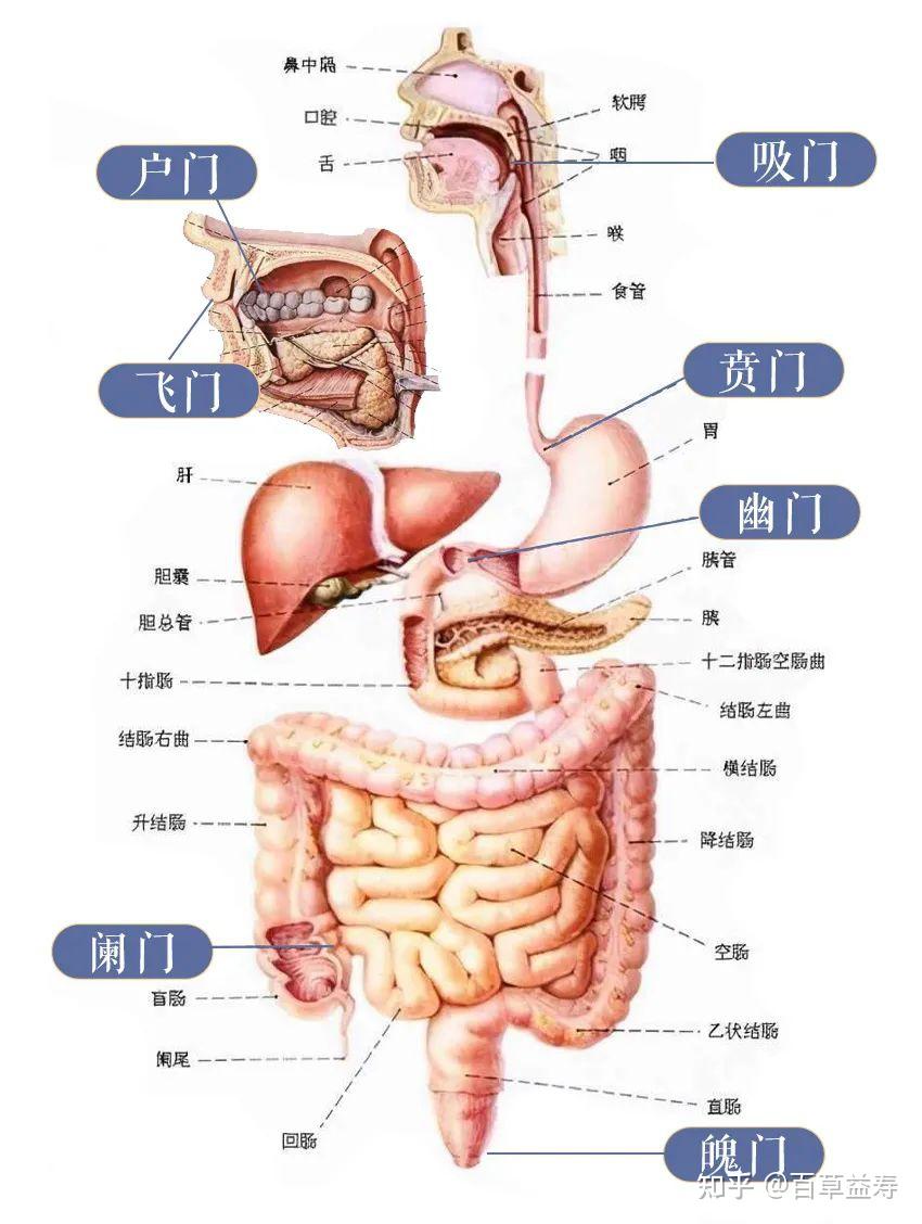 脏腑七冲门图片