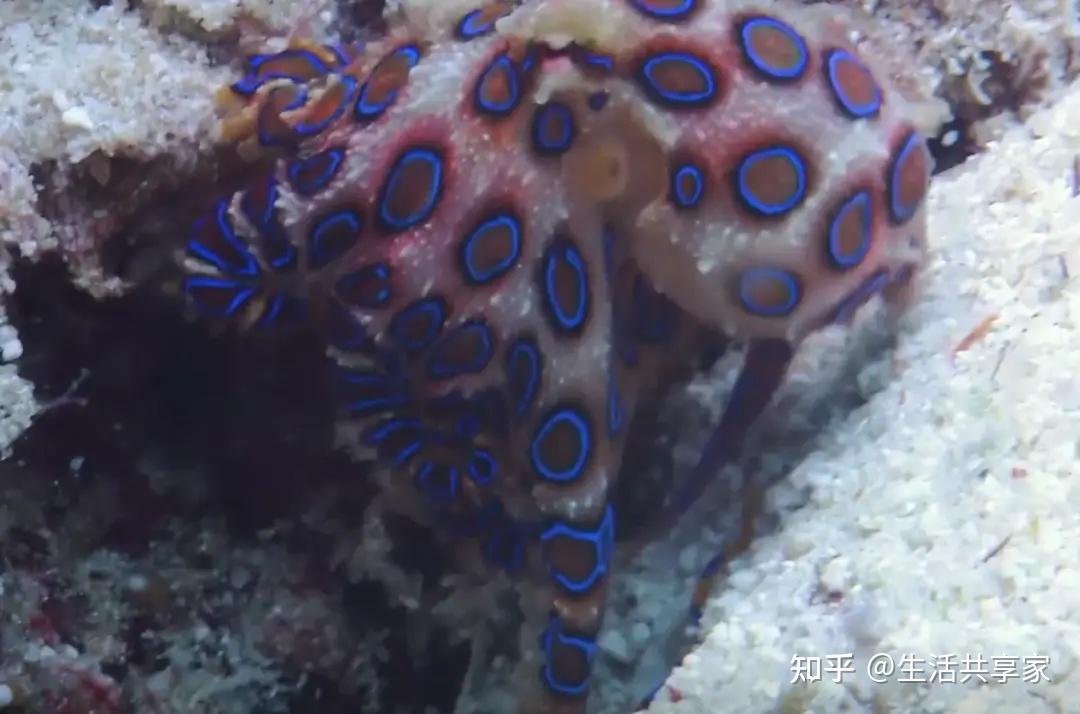 蓝血生物鲎不是唯一