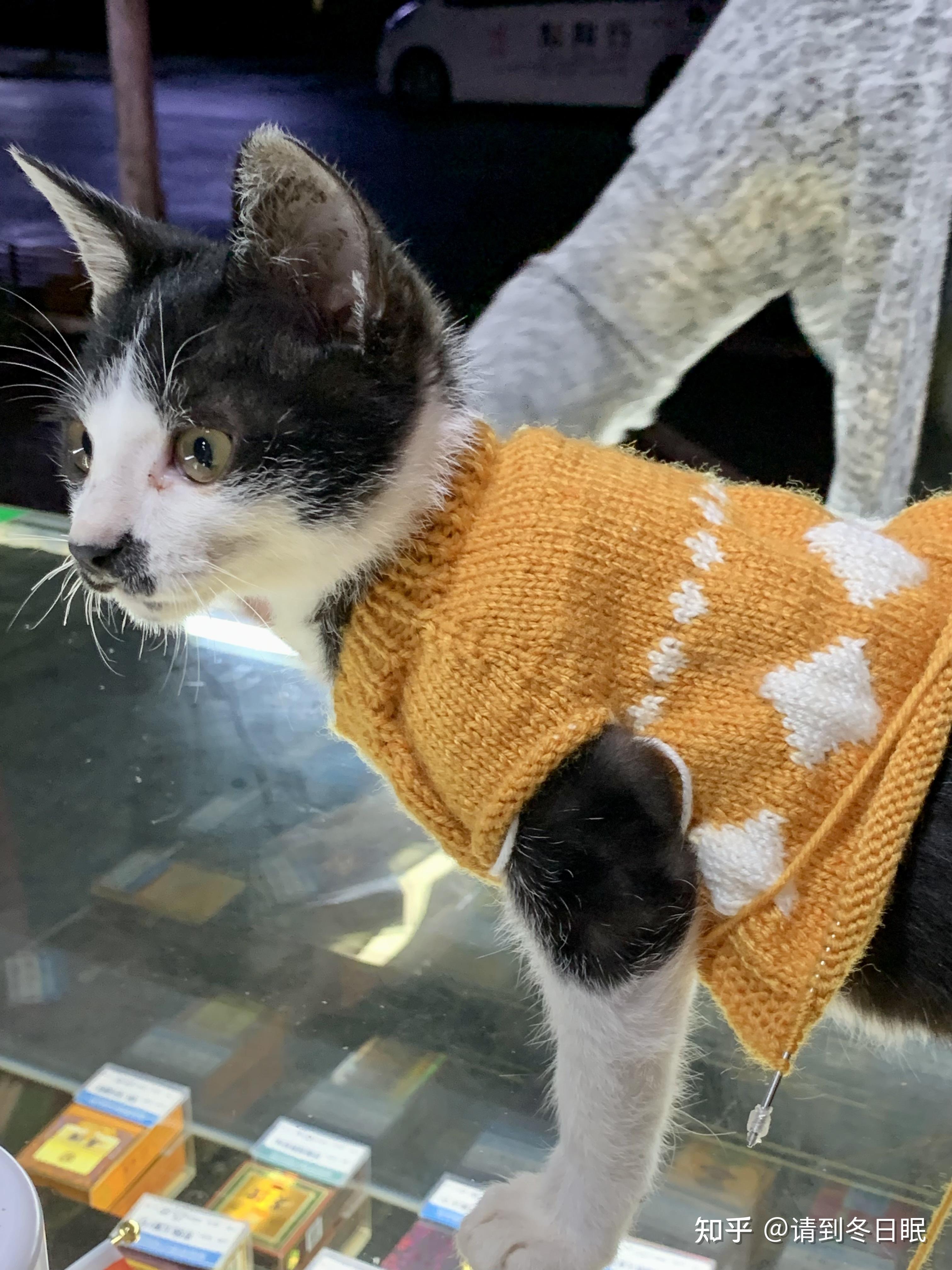 什么是动物奶牛 v2-56e6981ea63449d950a8892e8433dfc9_r.jpg