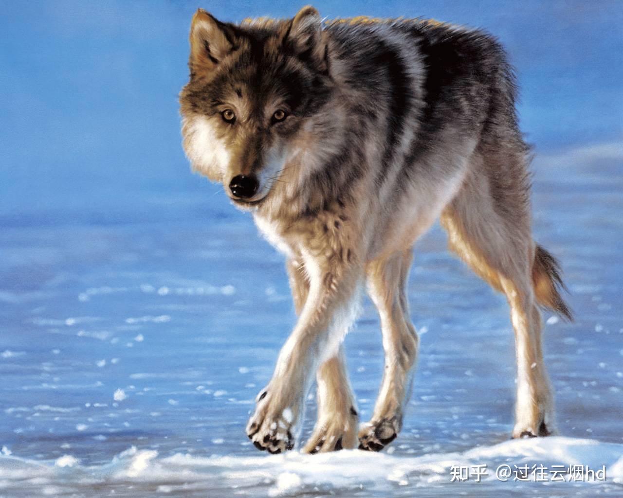 那只母狼的世界