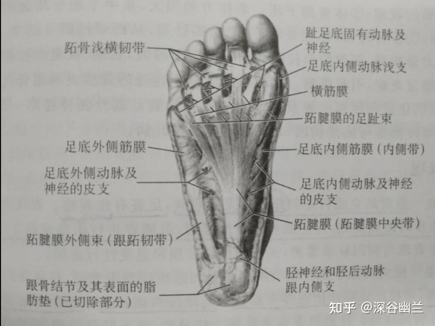 足部筋分布图图片