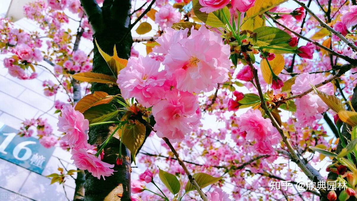 园林植物篇之日本晚樱 - 知乎