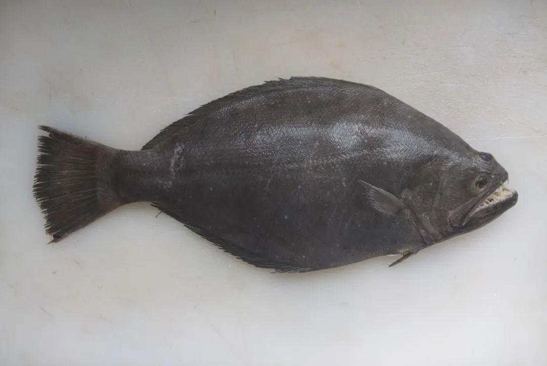 "左鲆右鲽,左舌鳎右鳎"的原则:眼睛长在左侧的通常称为鲆(如菱鲆科