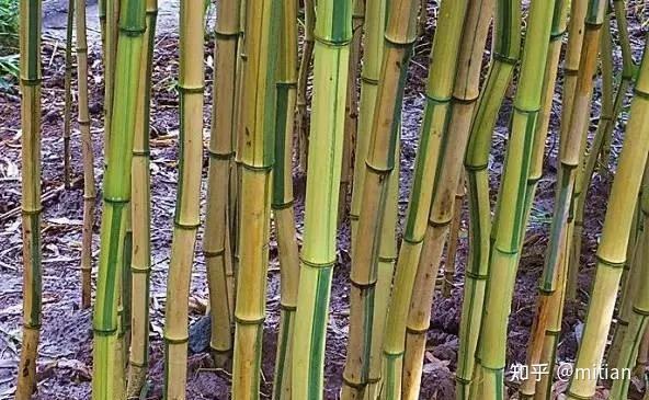 竹类植物识别图鉴(超全),值得珍藏! - 知乎