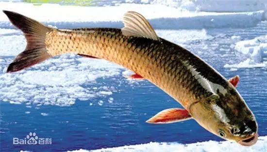 看来这只是一个小乌龙如果鱼能说话想必鱼也很委屈毕竟它不是不能吃