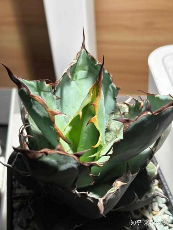曾经遍地都是的龙舌兰，如今却成了名贵植物，1棵卖好几百块！ - 知乎