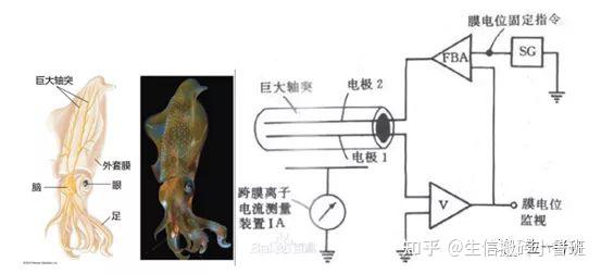 科技前沿從蛙神經肌肉標本收縮實驗到膜片鉗技術如何檢測細胞電信號