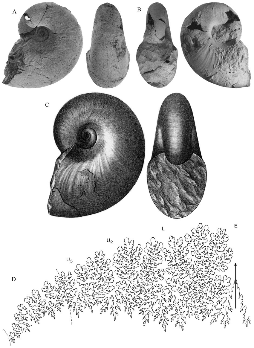 《最后的菊石》:The Last Ammonites - 知乎