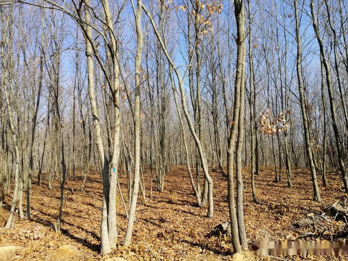 山区农村常见的麻栎人工种植效益如何?不看不知道,一看吓一跳 - 知乎