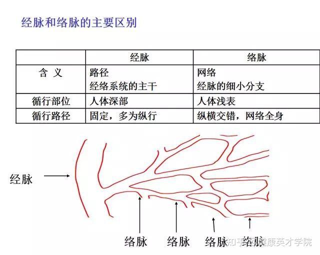 网状脉和平行脉的图片图片