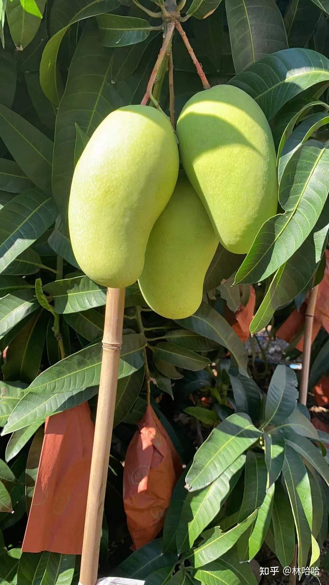 越南和海南芒果哪个更好4月份海南什么芒果好吃金煌芒多少一斤推荐