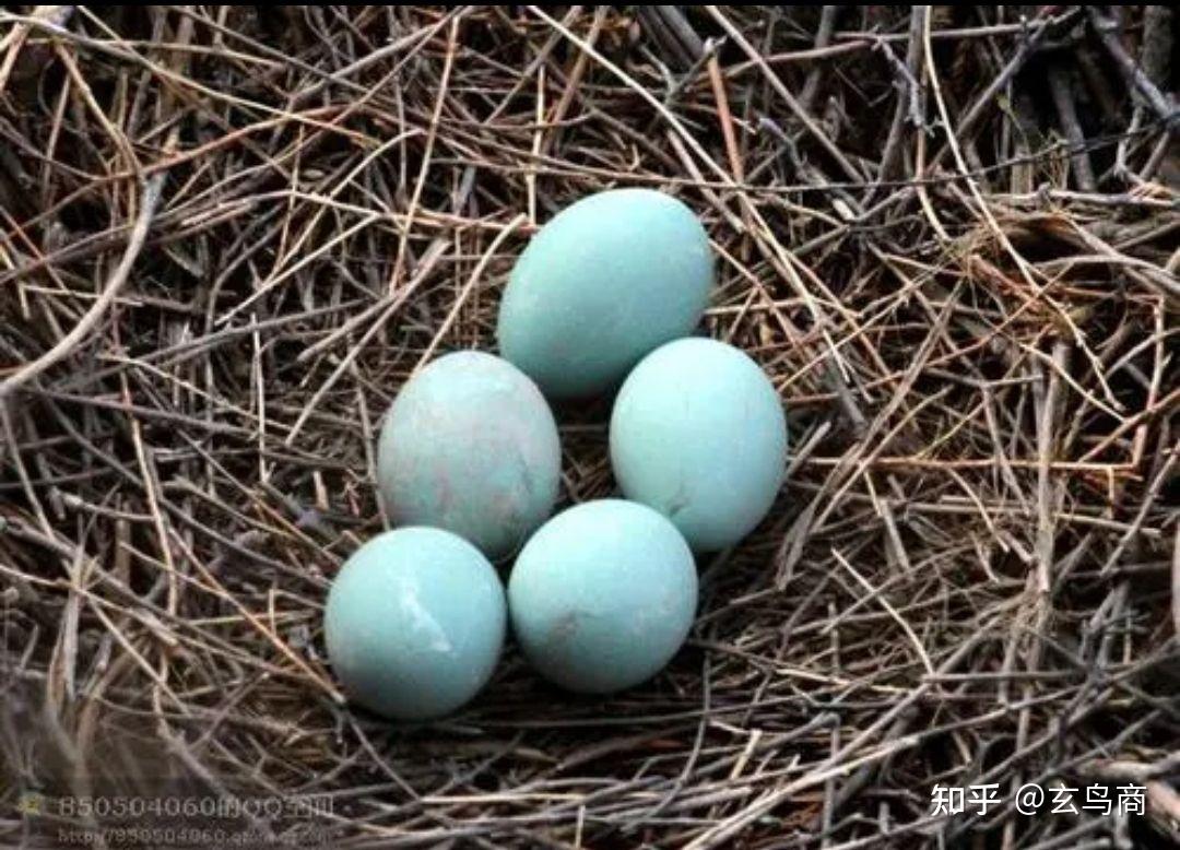 能够证明玄鸟就是苍鹭的还有古埃及十五王朝至二十王朝各法老的王名
