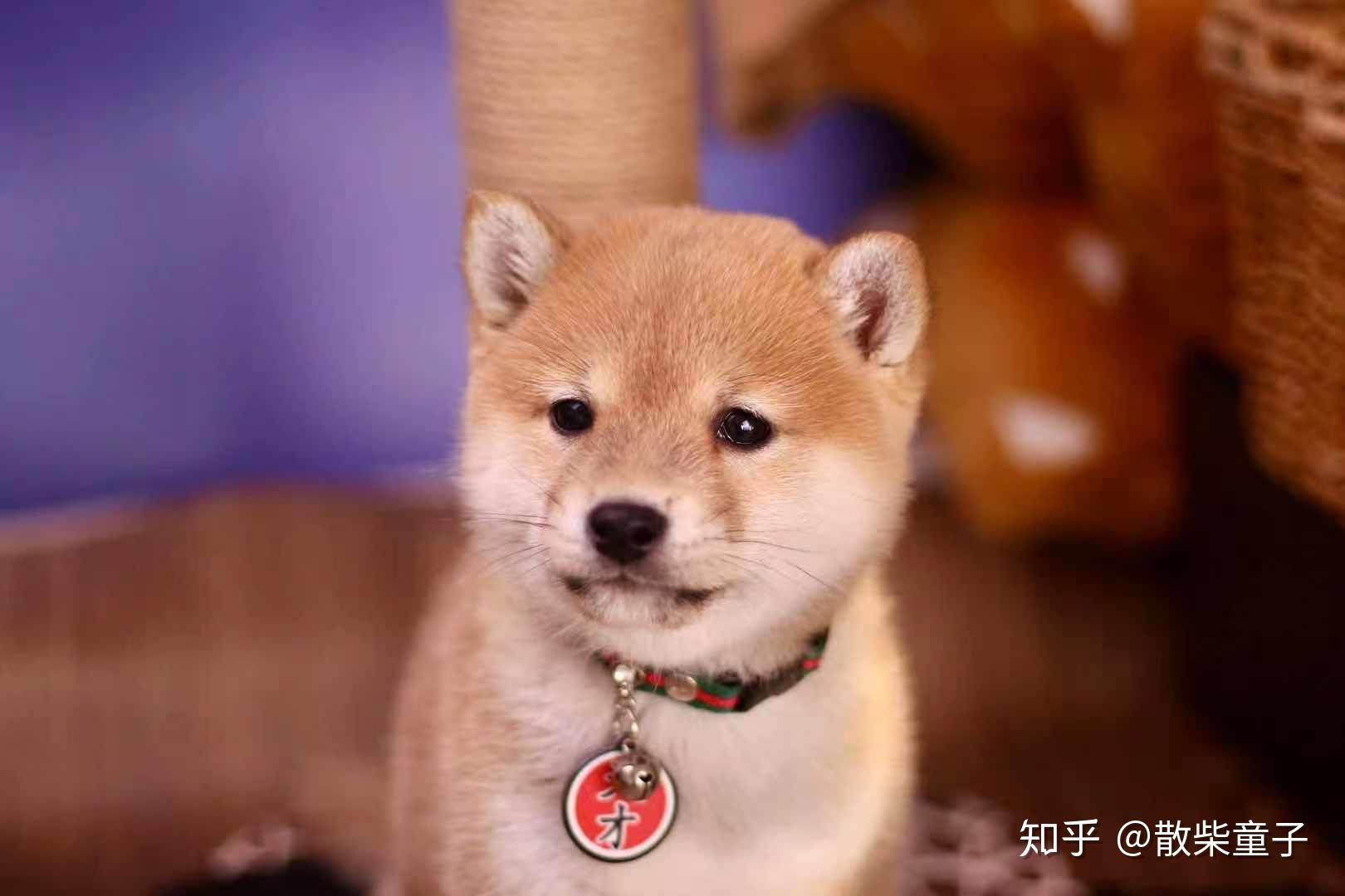 網紅同款柴犬多少錢? - 知乎