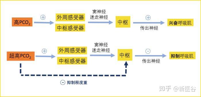 但肺牵张反射(包括肺扩张反射和肺萎陷反射),也是其必不可少的调节