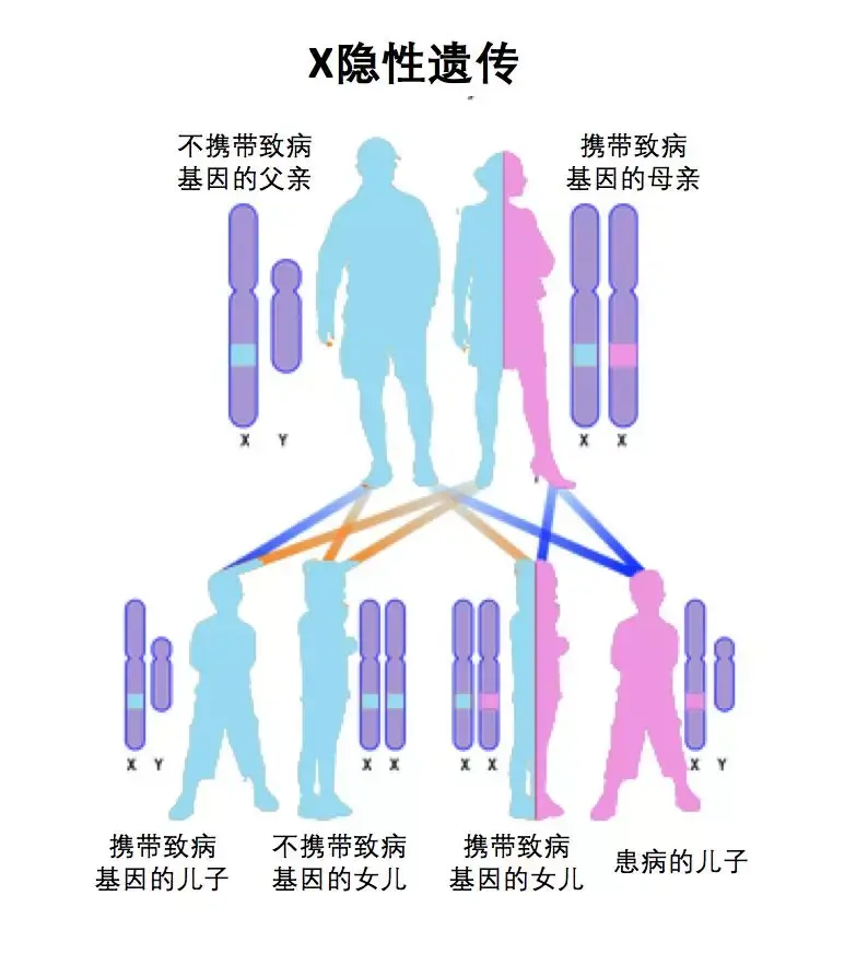如上图所示,对于x隐性遗传病,假如有一对健康的夫妻,母亲是致病基因的