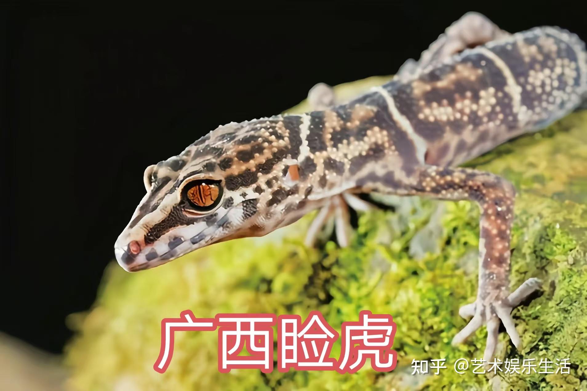 31种国家重点保护的爬行类动物 - 知乎