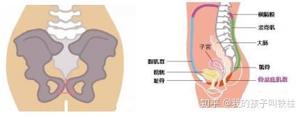 耻骨痛 痛得怀疑人生 专家教你怎么缓解 知乎