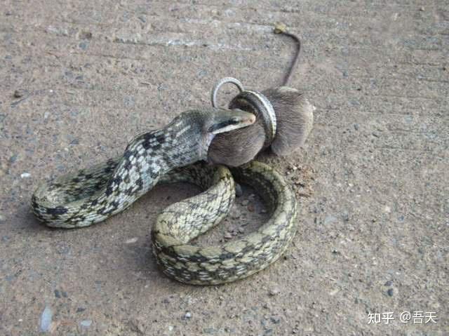 广西蛇图片