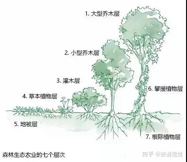 一个简单的森林生态农业可以是三层:树,灌木和地表植物