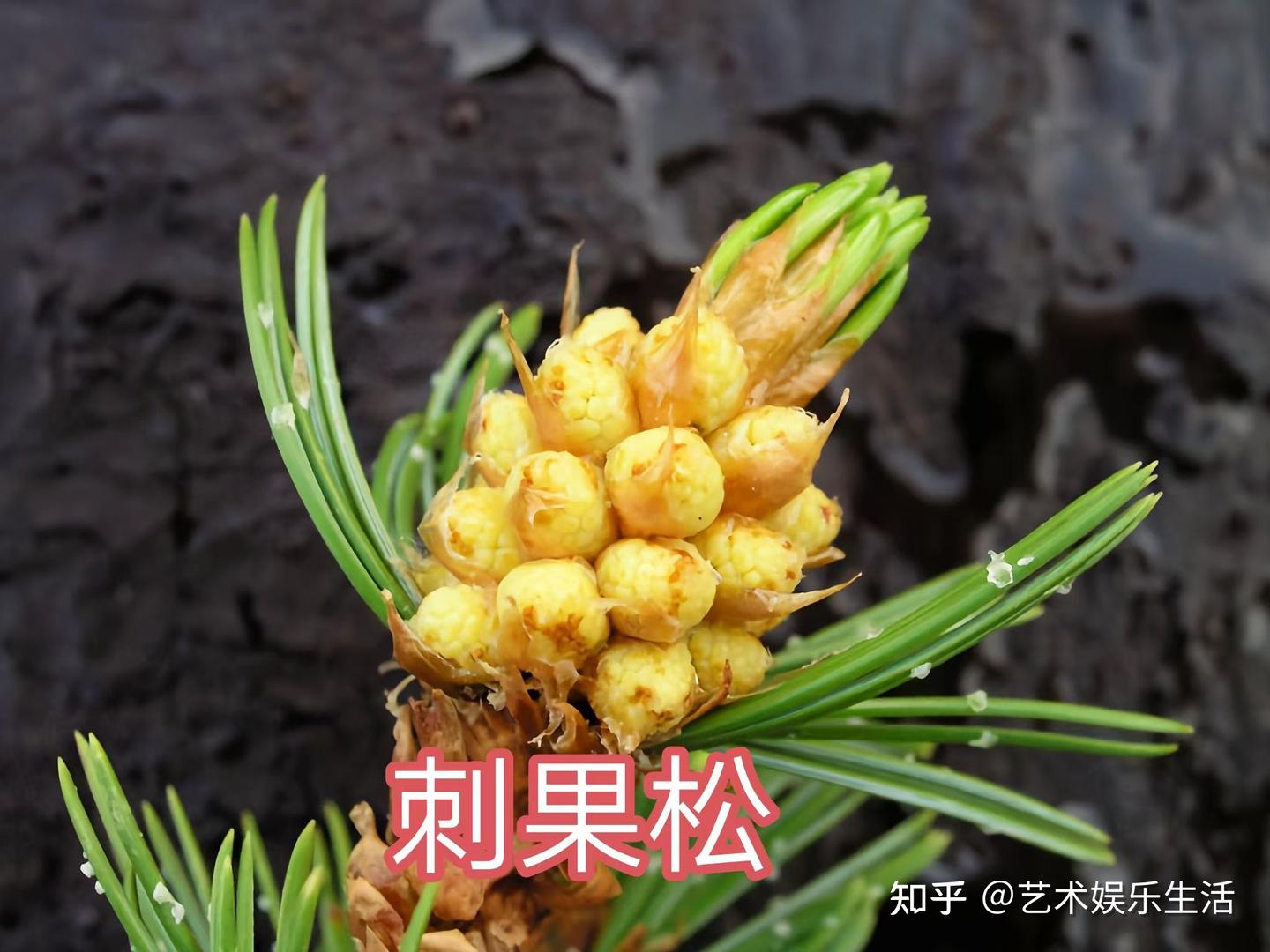 215种松科植物,最长寿的狐尾松已经活了4800岁 - 知乎