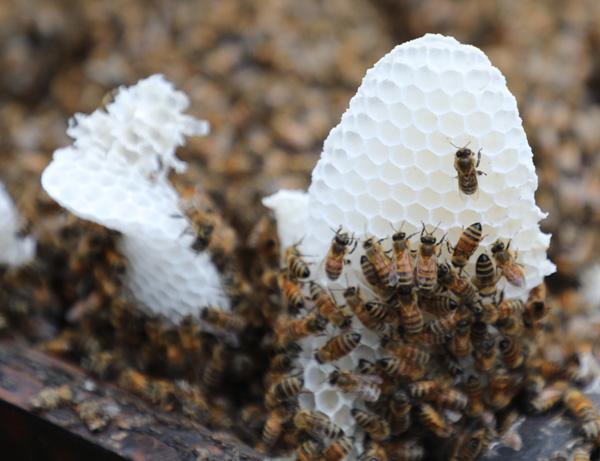 蜂巢里面有白色的虫能一起泡酒吗蜂巢里面有白色的虫子是怎么回事这些