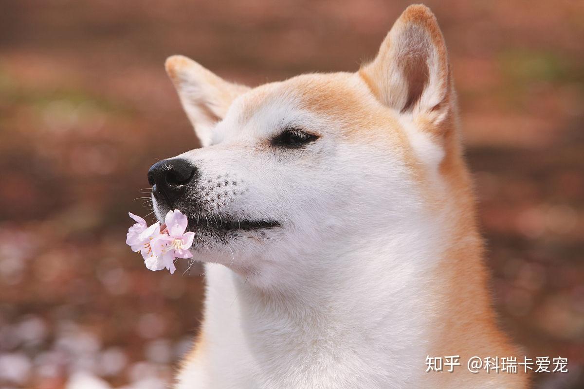 柴犬聪明吗？柴犬智商分析「科瑞卡科普」 - 知乎