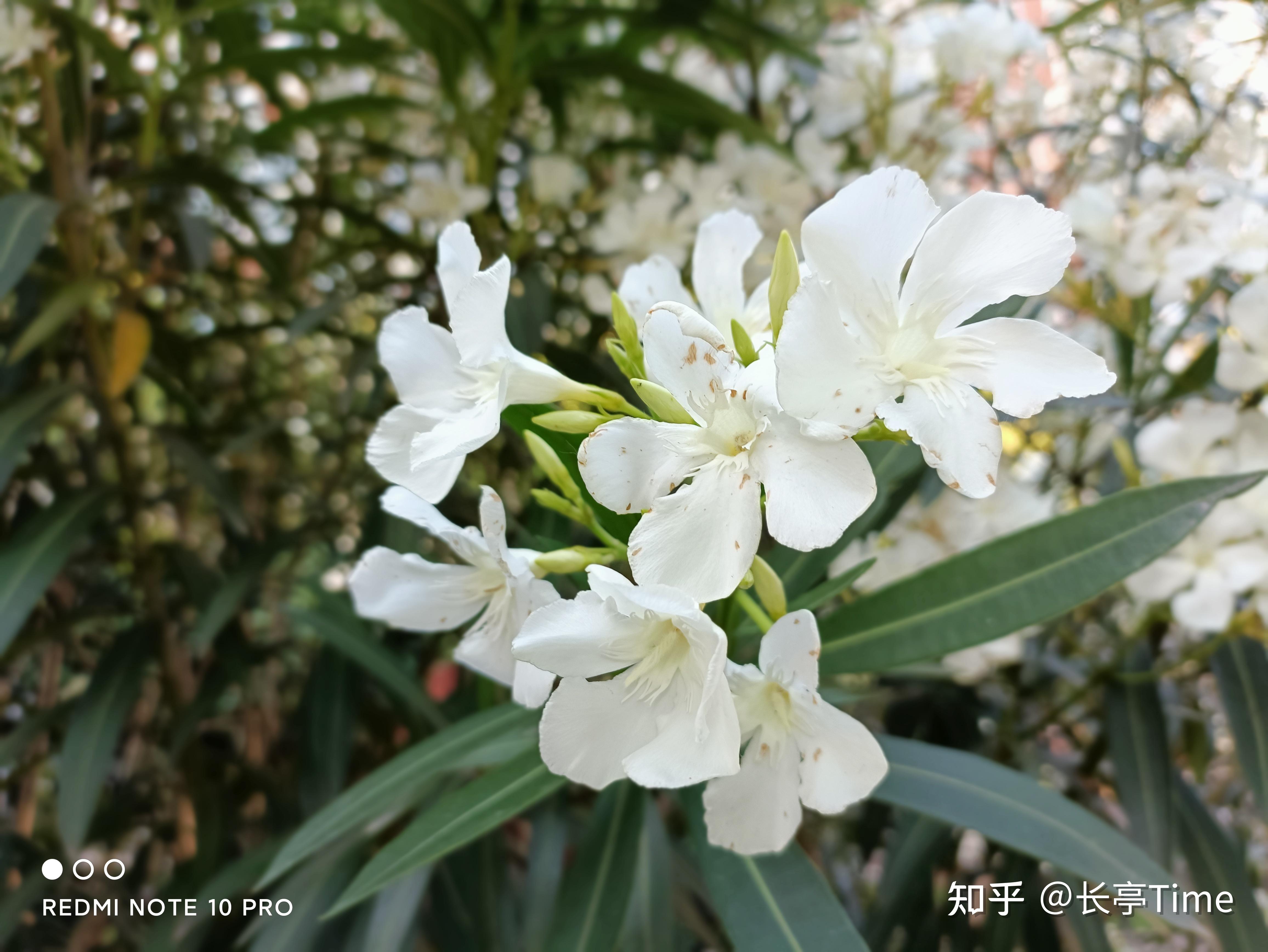 均衡千元机红米note10pro体验测评