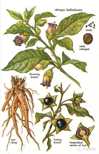 众神的植物 | 致 幻 简 谱 - 知乎