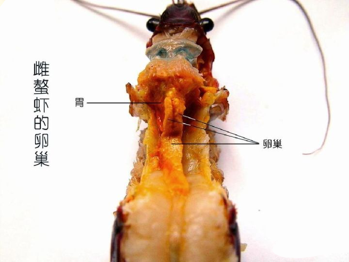 小龙虾各个器官位置图图片