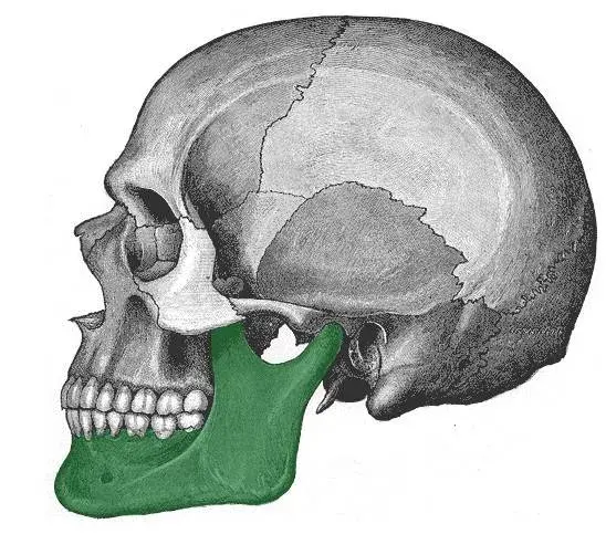 下頜骨是支撐下巴的骨骼,它與兩側的顳骨相連,形成顳下頜關節,我們的