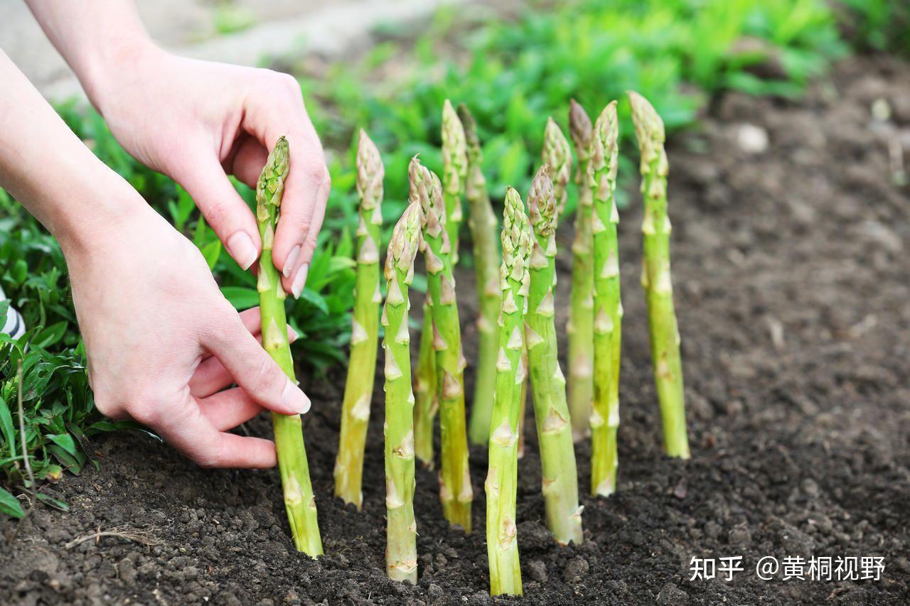 芦芽植物图片