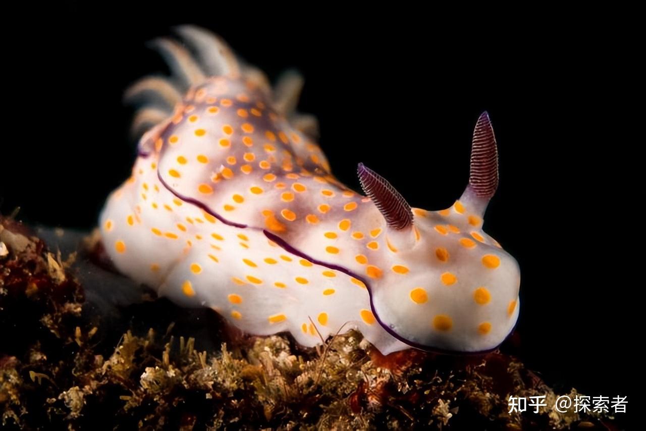 盘点雌雄同体的海洋生物,看看你都知道哪几个 - 知乎