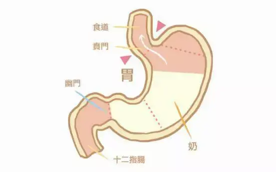 2,食管和胃交界处的贲门括约肌发育不完善较松弛所致,尤其是吃奶过程