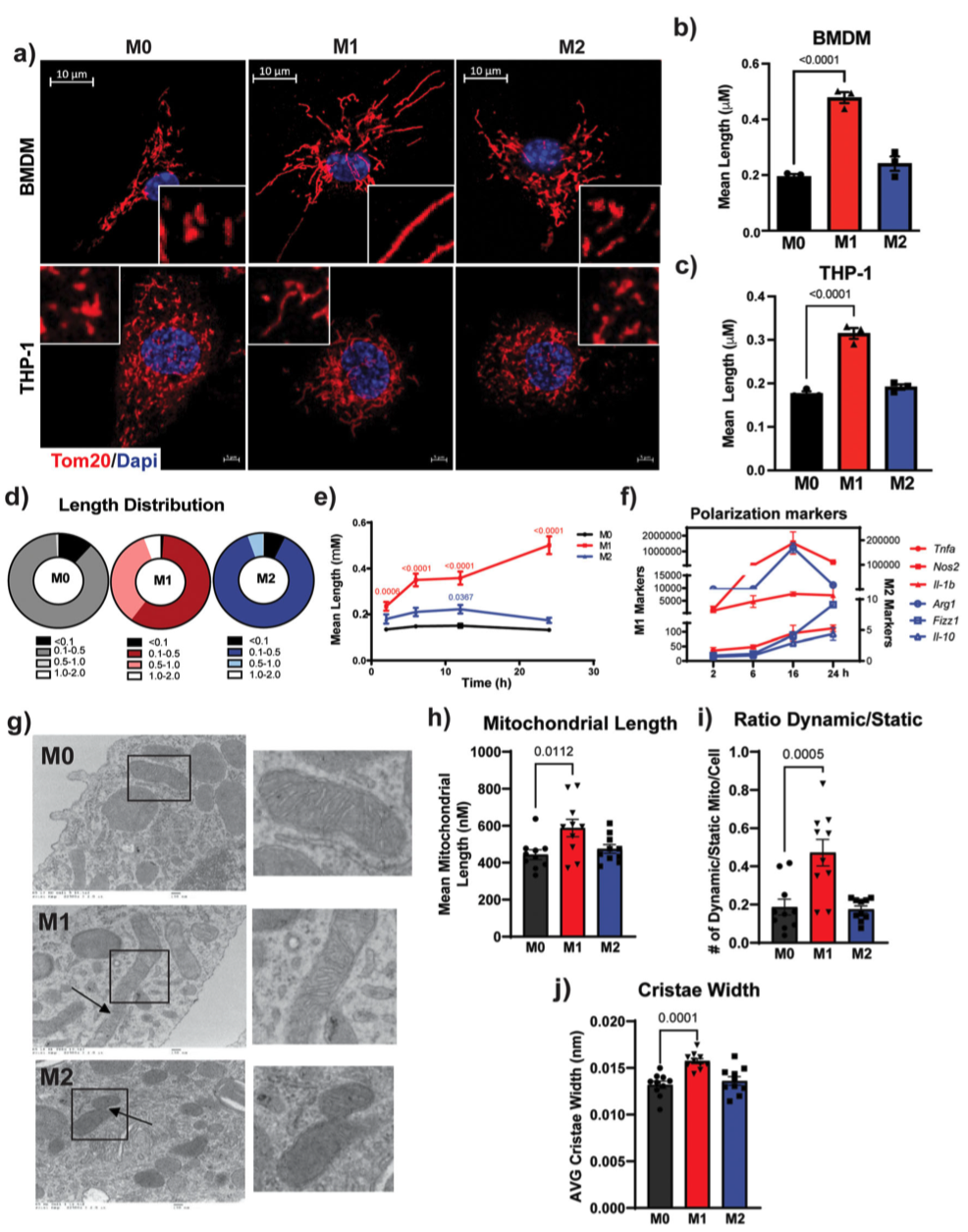 Molecular and Cellular Biology丨线粒体碎片通过组蛋白乳酸化减轻巨噬细胞炎症反应 - 知乎