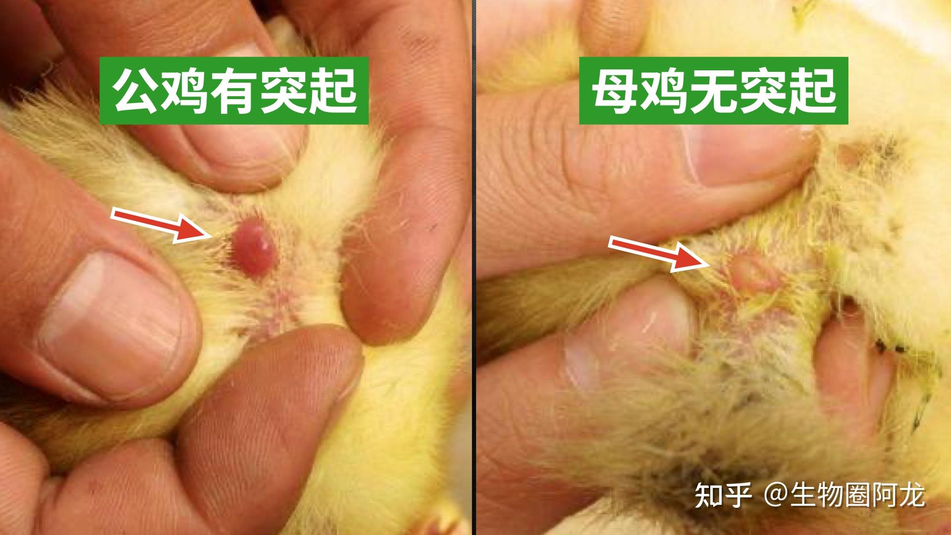 在台湾的一个养鸡场,一个中年男人把一堆小鸡摆放在面前,然后左手一只