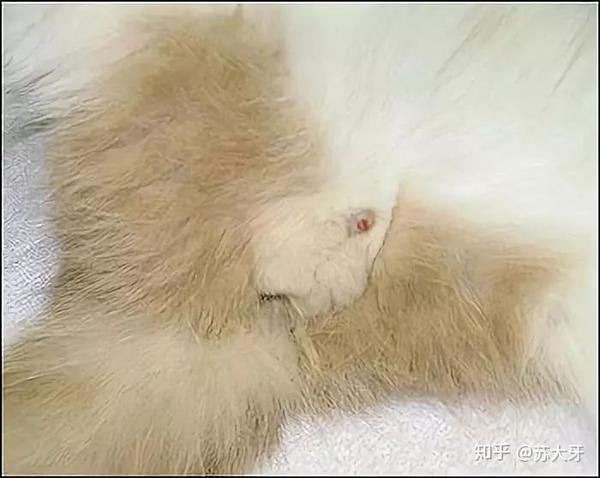公猫的生育器图片