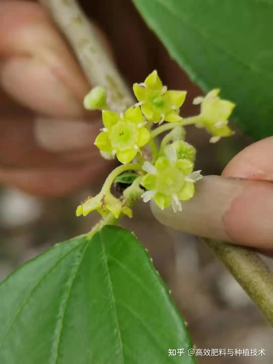 青枣挂果前期管理